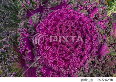 紫の花 98928246