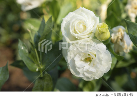 The Blooming White Eustoma, Lisianthus Flowers in the Garden The Blooming White Eustoma, Lisianthus Flowers in the Garden 98928249