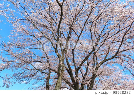 【島根県】斐伊川堤防桜並木 満開の桜 【島根県】斐伊川堤防桜並木 満開の桜 98928282