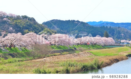 【島根県】斐伊川堤防桜並木　満開の桜 98928288