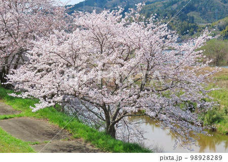 【島根県】斐伊川堤防桜並木 満開の桜 【島根県】斐伊川堤防桜並木 満開の桜 98928289