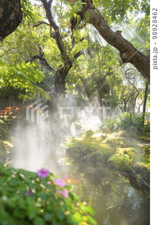 The Beautiful spring moss and fern in the garden under big trees, Chiang Mai, Thailand The Beautiful spring moss and fern in the garden under big trees, Chiang Mai, Thailand 98928462