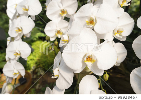 The White orchids, Dendrobium, in full bloom, in soft color and soft blurred style in the garden. 98928467