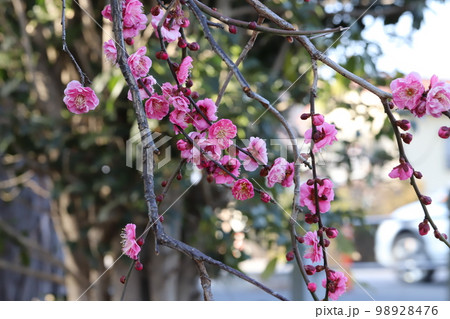 日本の冬の庭に咲くピンク色の紅梅の花 98928476