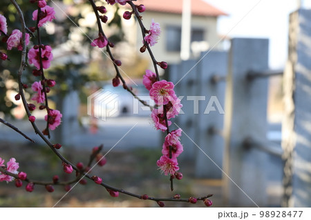 日本の冬の庭に咲くピンク色の紅梅の花 98928477