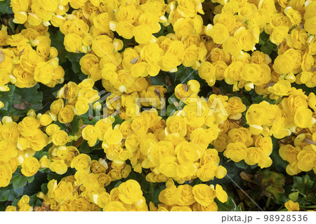 The Varieties of potted yellow colored begonia flowers in the garden. 98928536