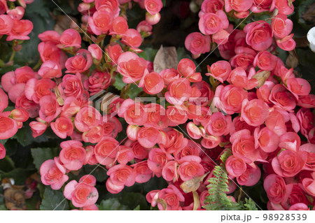 Red colored begonias (Begonia tuberhybrida) in garden 98928539
