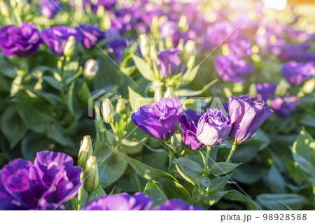 The Violet Lisianthus flower in a garden with sunlight. 98928588