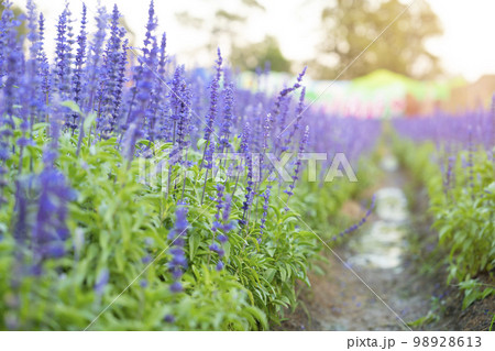 The closeup of blue sage flowers in bloom growing in herbal garden The closeup of blue sage flowers in bloom growing in herbal garden 98928613