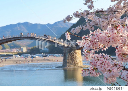 山口県】錦帯橋と満開の桜の写真素材 [98928954] - PIXTA