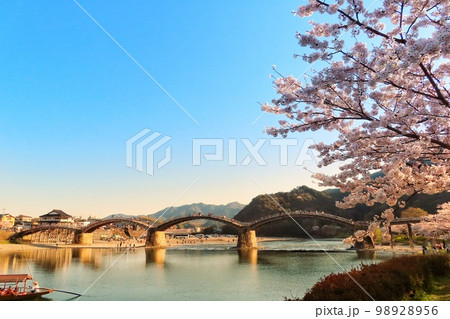 【山口県】錦帯橋と満開の桜 98928956