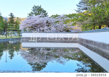 【山口県】岩国城跡と満開の桜 【山口県】岩国城跡と満開の桜 98928958