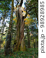 beautiful big old tree in autumn colors near Yudaki falls in Nikko Japan 98928985