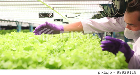 Hydroponic vegetable farm.Fresh Green vegetables(Hydroponics) background 98929119