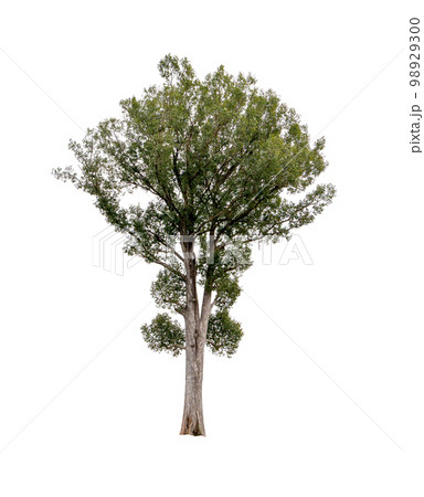 Isolated single tree greenery botanical 98929300