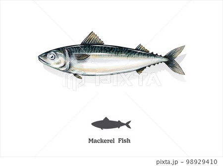 Mackerel fish watercolor sketch line art. vector illustration. 98929410
