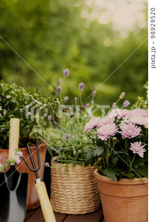 Different potted blooming flowers and herbs, gardening equipment on green garden trees background. Hobby concept with flowerpots and plants on sunny garden. Floral design and decorating of house 98929520