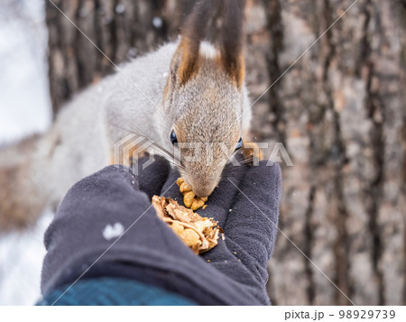Squirrel eats nuts from a man's hand. Caring for animals in winter or autumn. 98929739