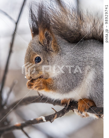 The squirrel with nut sits on tree in the winter or late autumn. Portrait of the squirrel close-up 98929741
