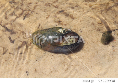 river shell shell clam in water close-up 98929938