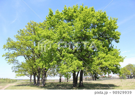 Oak tree and young oak leaves summer sun landscape 98929939