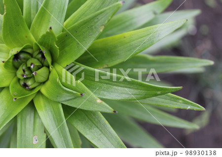 Green plant close-plan view from above outlet natural spring background Green plant close-plan view from above outlet natural spring background 98930138