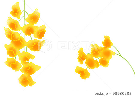 黄色のデンドロビューム 黄色のデンドロビューム 98930202