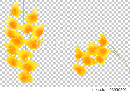 黄色のデンドロビューム 黄色のデンドロビューム 98930202