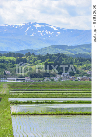 宮城県蔵王町 水田と残雪の蔵王 98930600