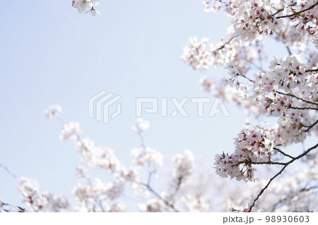 さくら さくら 98930603