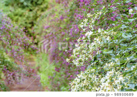 仙台市野草園の秋 98930689