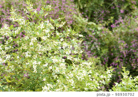 仙台市野草園の秋 仙台市野草園の秋 98930702