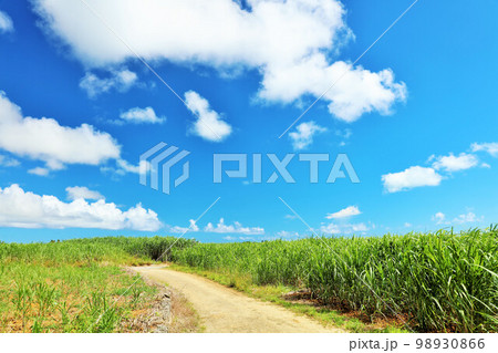 沖縄　宮古島　夏の青空とサトウキビ畑 98930866