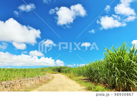 沖縄 宮古島 夏の青空とサトウキビ畑 沖縄 宮古島 夏の青空とサトウキビ畑 98930867