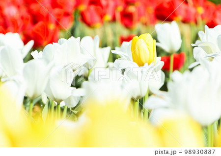 黄色と白色と赤色のチューリップ 畑 黄色と白色と赤色のチューリップ 畑 98930887