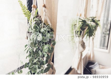 吊り下げタイプの観葉植物 吊り下げタイプの観葉植物 98930959