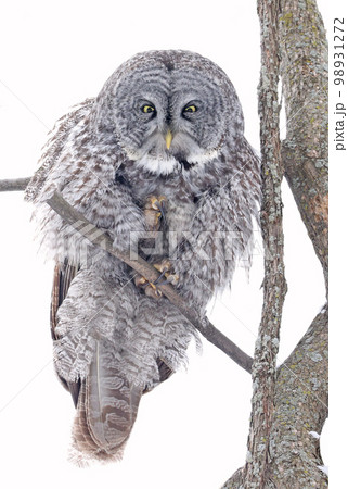 Great Grey Owl sitting on a tree branch in the forest, Quebec, Canada 98931272