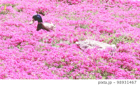 ピンクがきれいな芝桜の鴨さん ピンクがきれいな芝桜の鴨さん 98931467