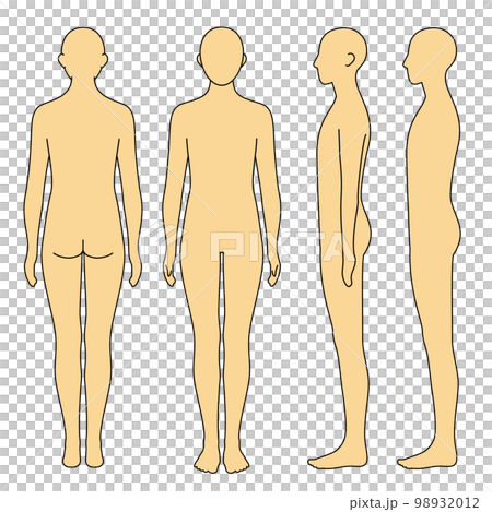人體模型前後側位 人體模型前後側位 98932012