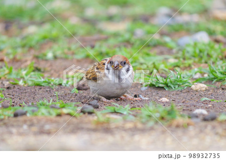 草むらの上で餌を探しているかわいい雀の雛 草むらの上で餌を探しているかわいい雀の雛 98932735