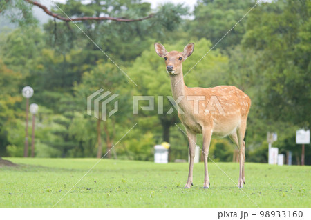 奈良公園の草原にいる鹿 奈良公園の草原にいる鹿 98933160