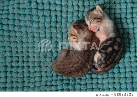 Top view of two sleeping kittens huddled together for warmth showing the peaceful candid moments at home and springtime aesthetic 98933205