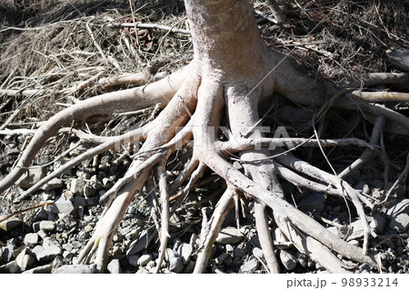 渇水と樹木の根 渇水と樹木の根 98933214