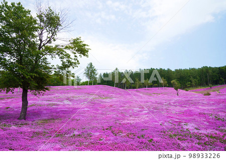 一面ピンクの丘　”芝ざくら滝上公園”　北海道 98933226