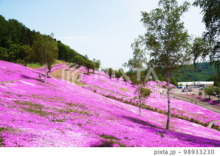 一面ピンクの丘　”芝ざくら滝上公園”　北海道 98933230