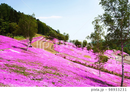 一面ピンクの丘　”芝ざくら滝上公園”　北海道 98933231