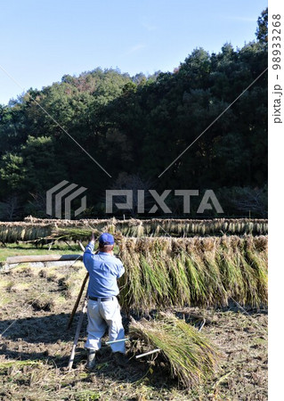 ゆずの里毛呂山町の山裾の棚田で古代米の黒い稲穂を稲架掛けにする農民と青空の風景 98933268