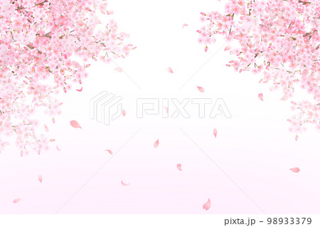美しく華やかな満開の桜の花と花びら舞い散る春の薄いグラデーションの白バックフレーム背景素材イラスト 98933379