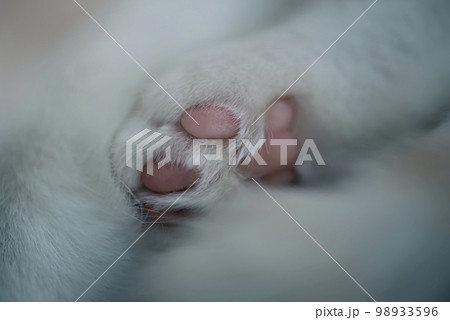 Paw of a white cat of the British breed. Minimalistic macro photography. 98933596