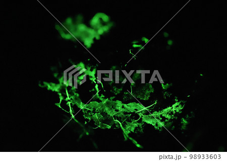 光る菌糸 98933603
